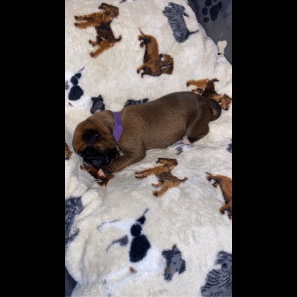 Boxer - Both