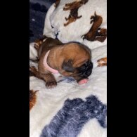 Boxer - Both