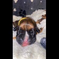 Boxer - Both