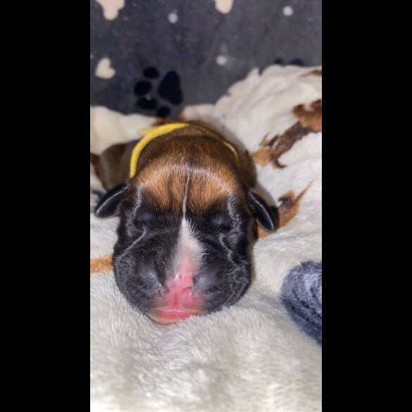 Boxer - Both