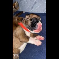 Boxer - Both