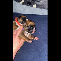 Boxer - Both