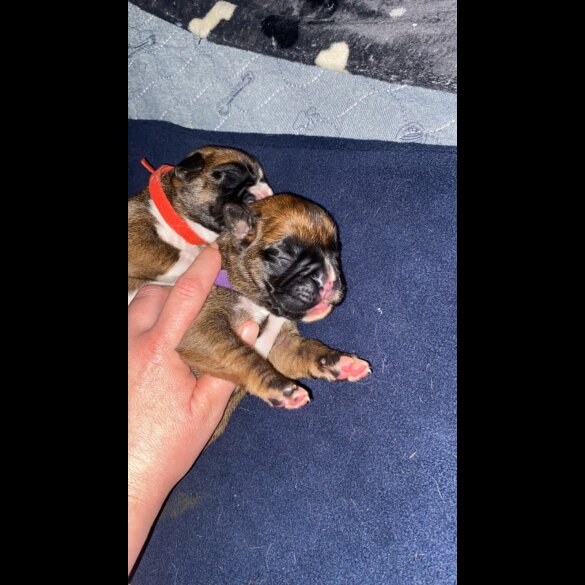 Boxer - Both