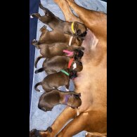 Boxer - Both