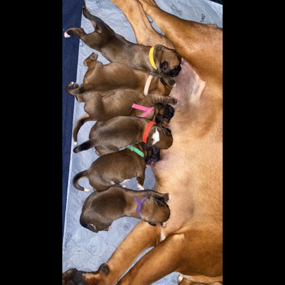 Boxer - Both