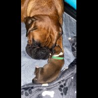 Boxer - Both