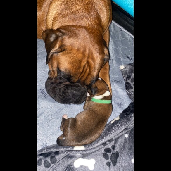 Boxer - Both