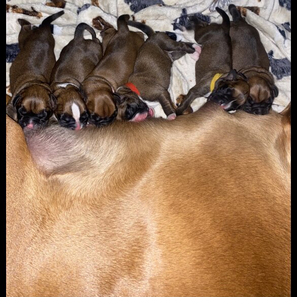 Boxer - Both