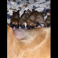 Boxer - Both