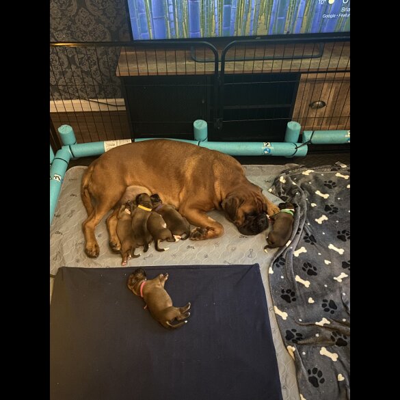 Boxer - Both