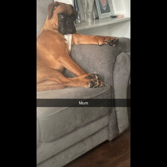 Boxer - Both