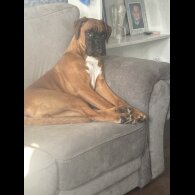 Boxer - Both