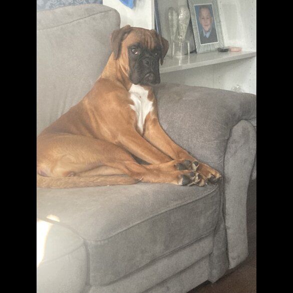 Boxer - Both