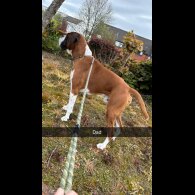 Boxer - Both