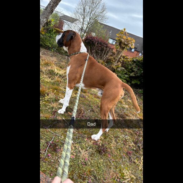 Boxer - Both
