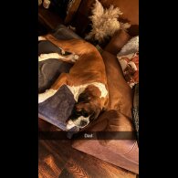 Boxer - Both