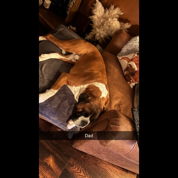 Boxer - Both