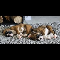 Boxer - Both