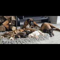 Boxer - Both