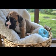 Boxer - Both