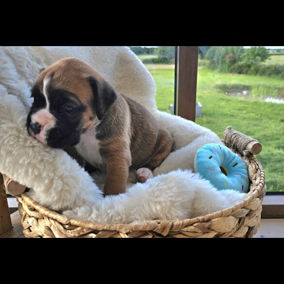 Boxer - Both