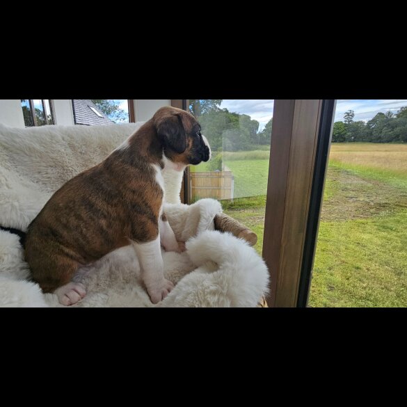 Boxer - Both