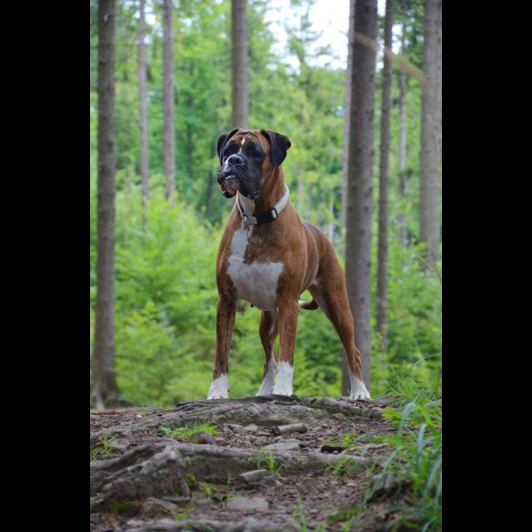 Boxer - Both