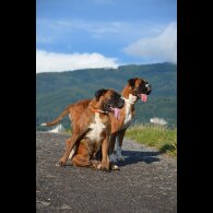 Boxer - Both