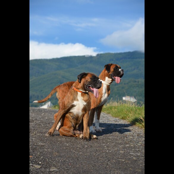 Boxer - Both