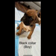 Boxer - Both