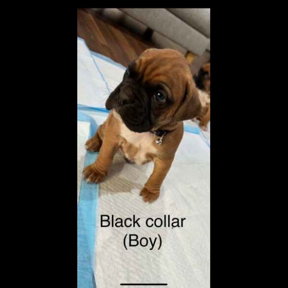 Boxer - Both