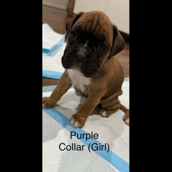 Boxer - Both