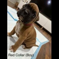 Boxer - Both