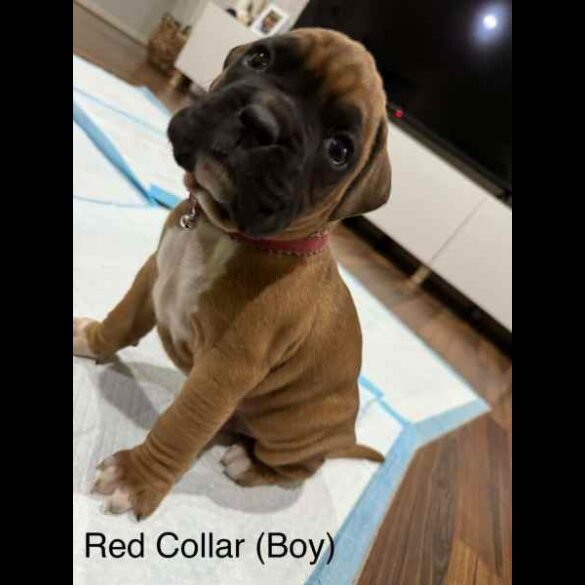 Boxer - Both