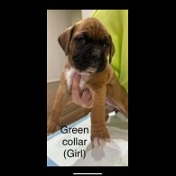 Boxer - Both