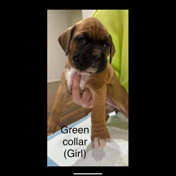 Boxer - Both