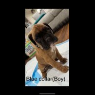 Boxer - Both