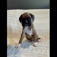 Boxer - Both
