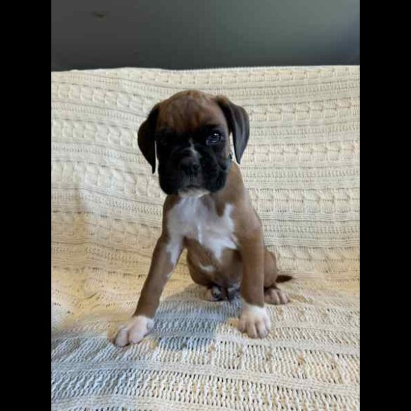 Boxer - Both