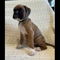 Boxer - Both