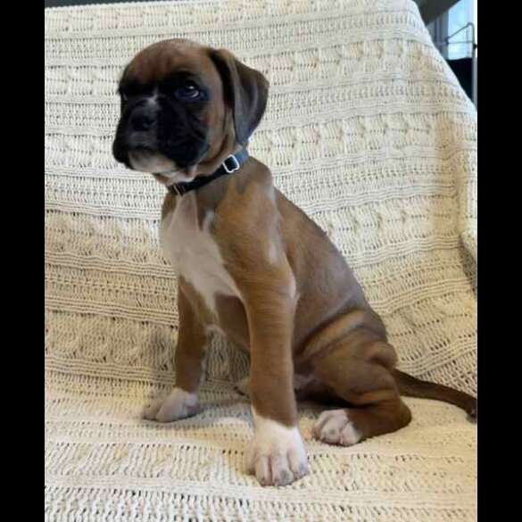 Boxer - Both