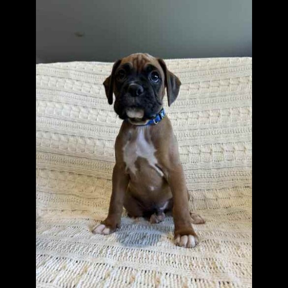 Boxer - Both