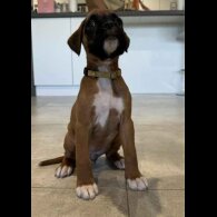Boxer - Both