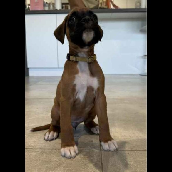 Boxer - Both