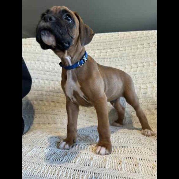 Boxer - Both