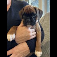 Boxer - Both