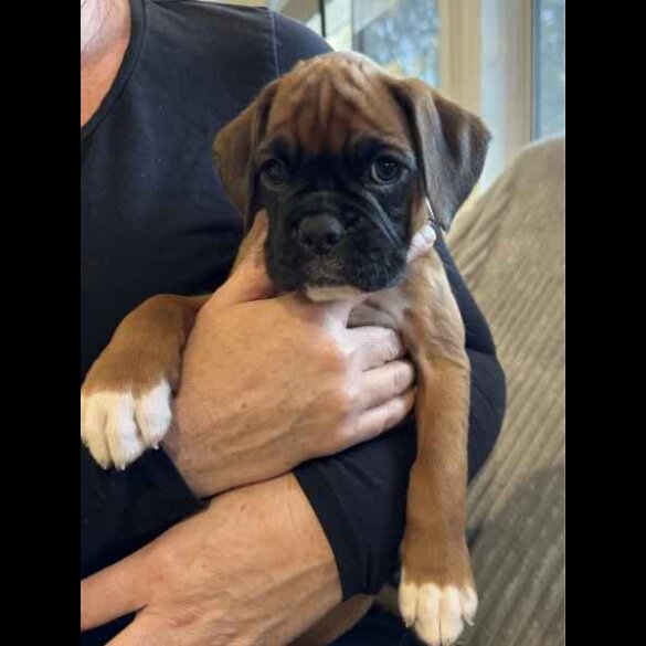Boxer - Both