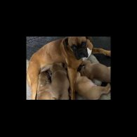Boxer - Both