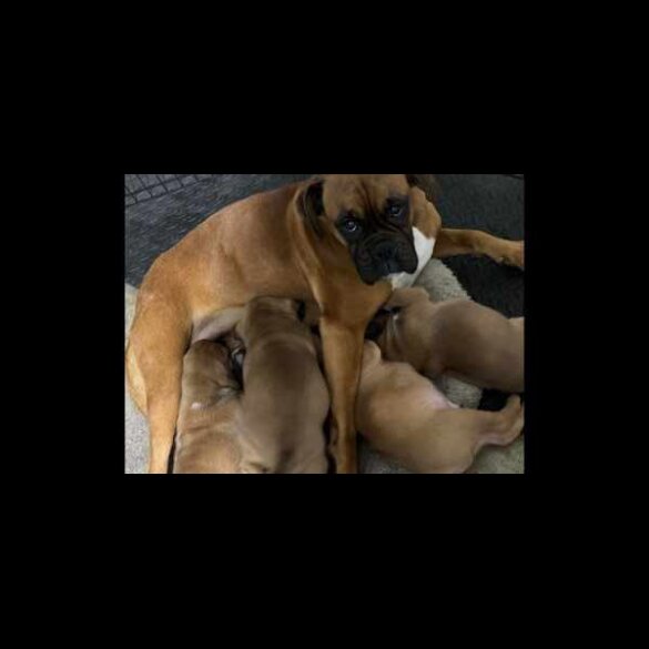 Boxer - Both