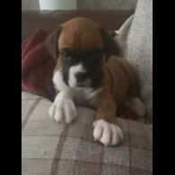 Boxer - Both